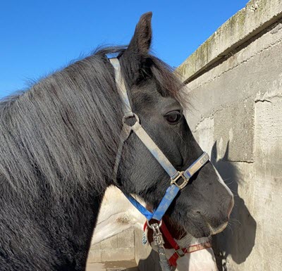 Live-Reittherapie, Ihre Reittherapie / Hippotherapie für die ganze Familie. Pferdegestütztes Persönlichkeitstraining, Therapeutisches Reiten, in Weinsberg, Heilbronn und im gesamten Unterland