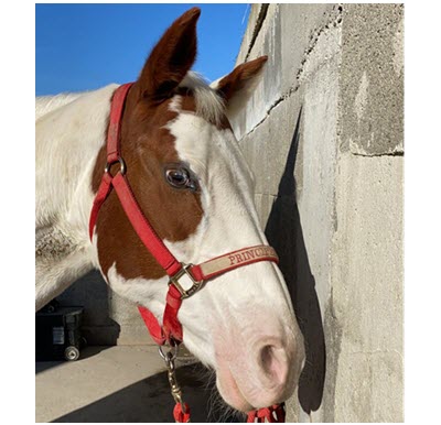 Live-Reittherapie, Ihre Reittherapie / Hippotherapie für die ganze Familie. Pferdegestütztes Persönlichkeitstraining, Therapeutisches Reiten, in Weinsberg, Heilbronn und im gesamten Unterland