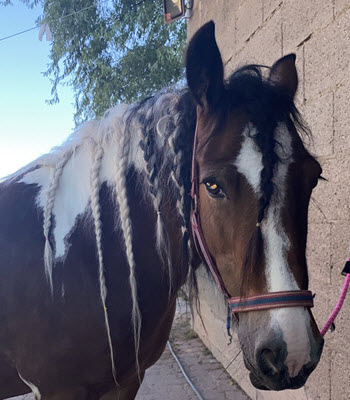Live-Reittherapie, Ihre Reittherapie / Hippotherapie für die ganze Familie. Pferdegestütztes Persönlichkeitstraining, Therapeutisches Reiten, in Weinsberg, Heilbronn und im gesamten Unterland
